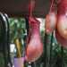 ... tra cui spiccano le rosse nepenthes
